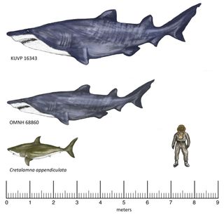 sharks of the cretaceous