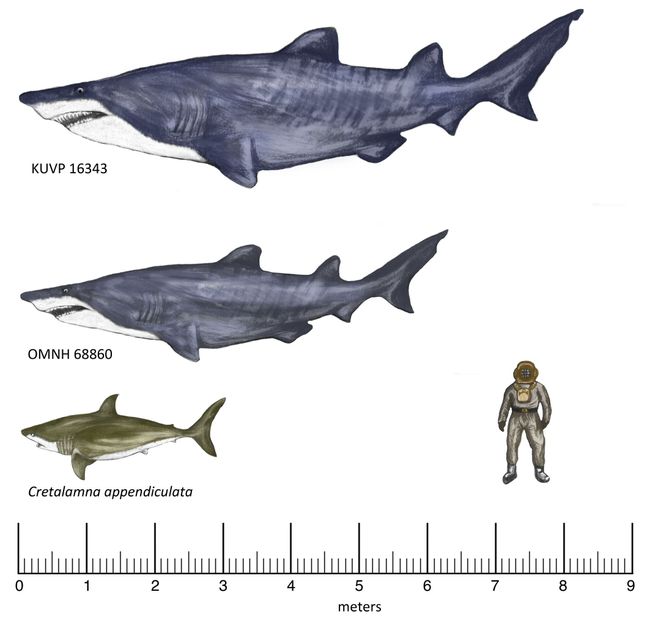 New fossils unearthed in Texas suggests that sharks during the Early Cretaceous were much larger than previously thought. The top image shows the estimated body size of a shark fossil found in a 100-million-year-old deposit in Kansas. The middle shark's size. The bottom shark is another known shark species that trawled the ancient oceans. (Image: © Frederickson et al.)