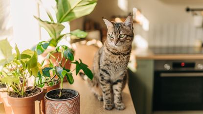 A brown tabby cat sat on a kitchen counter beside some green house plants