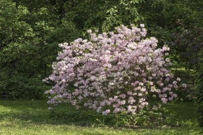 zone 4 rhododendron