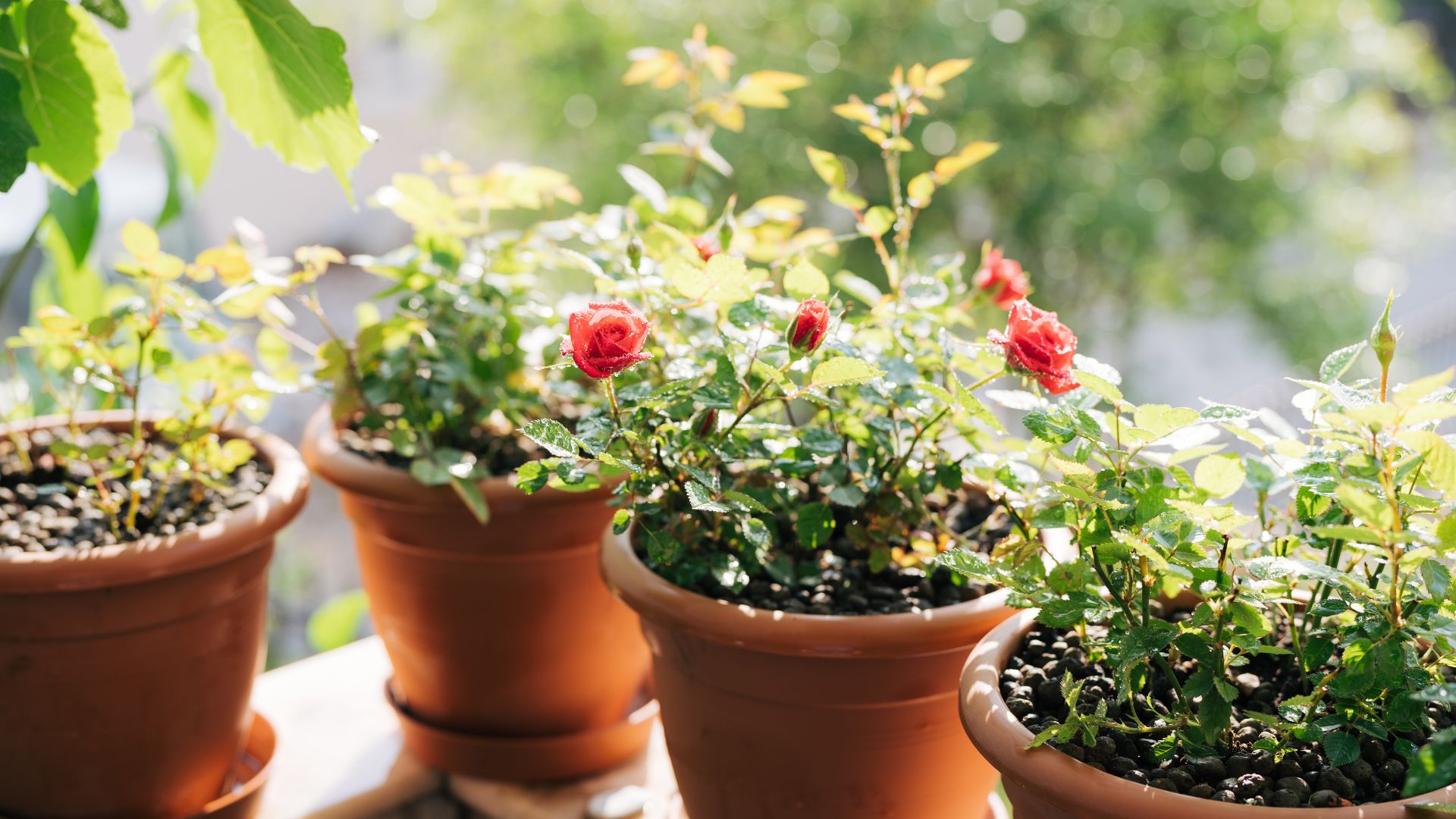 picture of roses in terracotta pots in garden