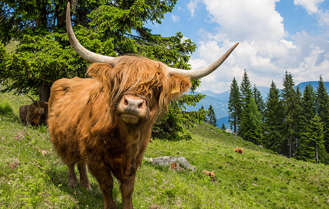 Highland cattle