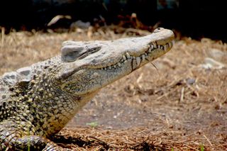 A Cuban crocodile basks in the sun at Zapata Swamp in southern Cuba.