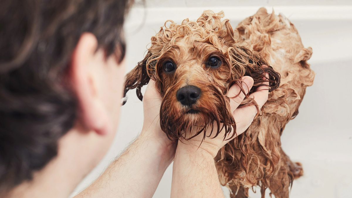 Dog in the bath