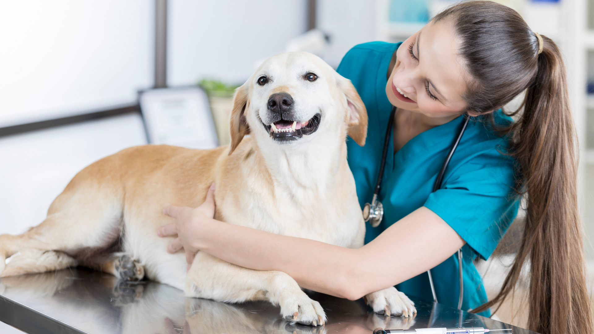 Happy vet with yellow labrador