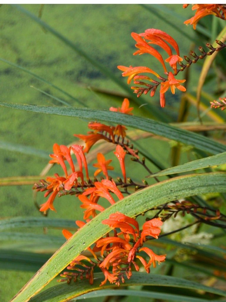 Crocosmia Plant