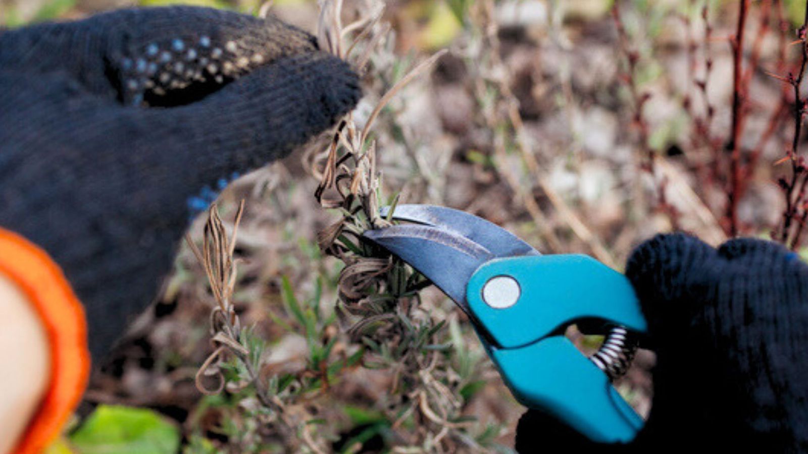 Pruning Lavender How To Cut Back Lavender Gardening Know How