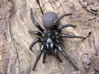 Tennessee Spider Identification Chart