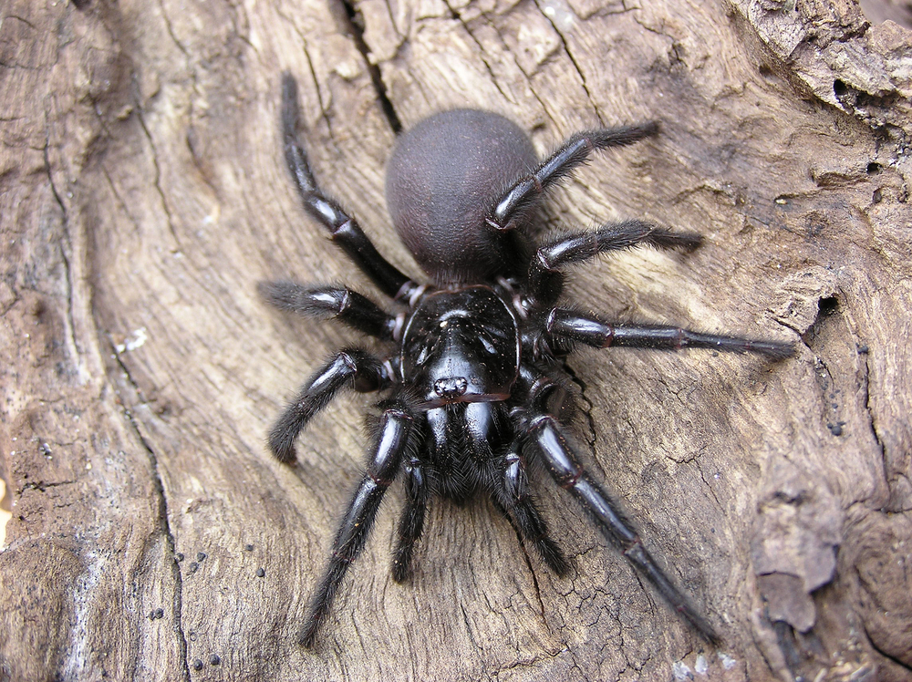 Black House Spider - The Australian Museum