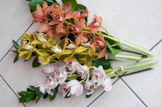 cymbidium orchids