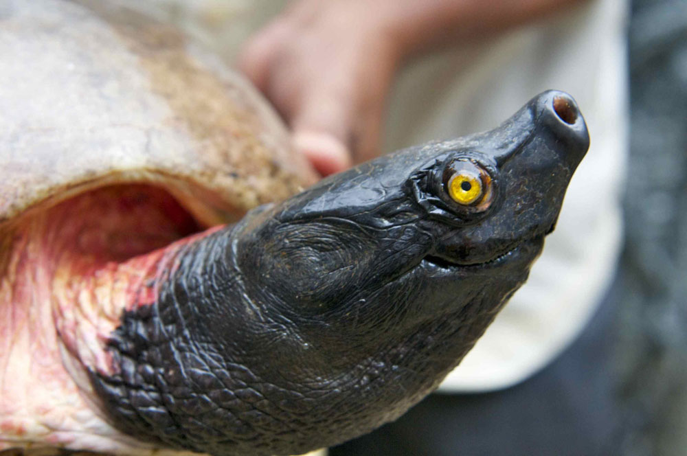 Northern River Terrapin