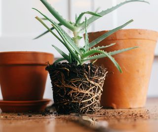 Aloe vera with roots exposed ready to move to bigger clay pot indoors