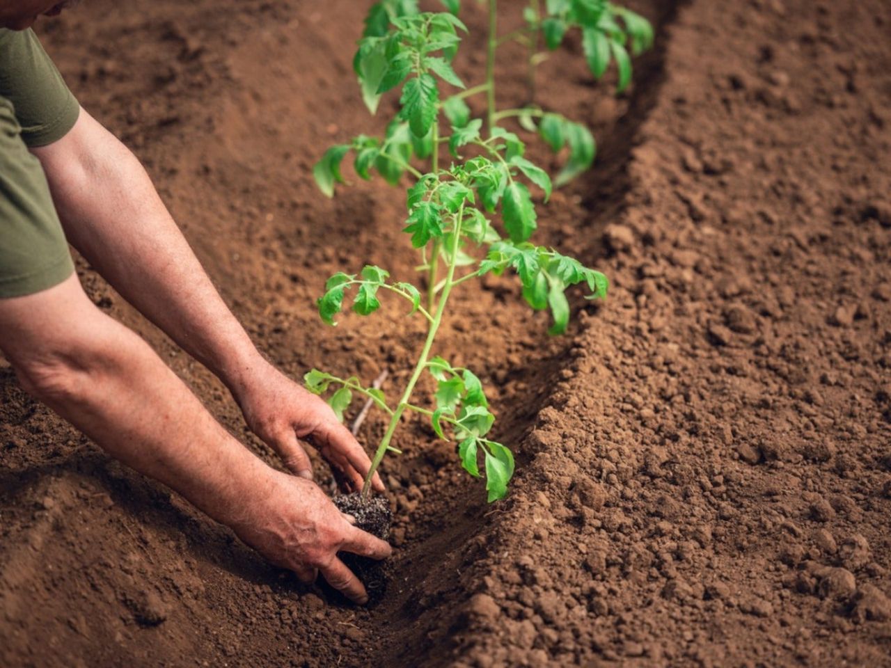 A gardener&#039;s hands planting a tomato plant in a trench in the soil