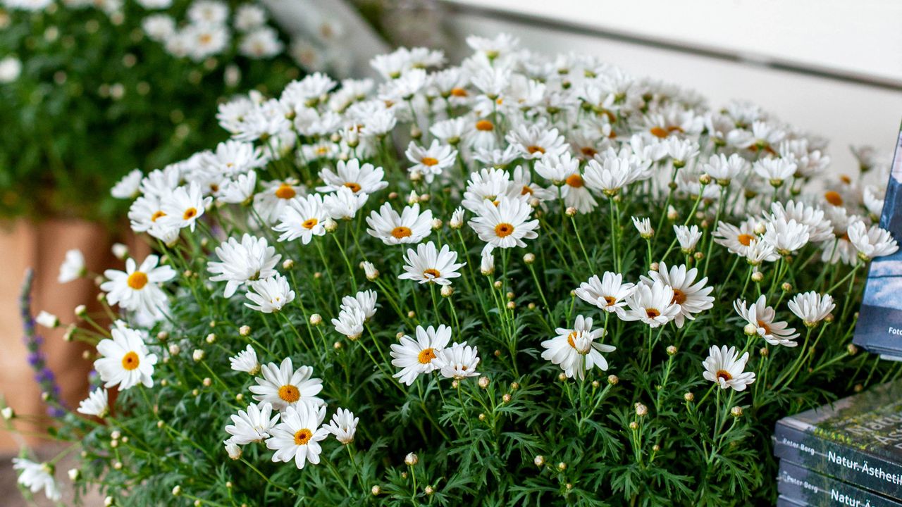 Daisy flower trees trend