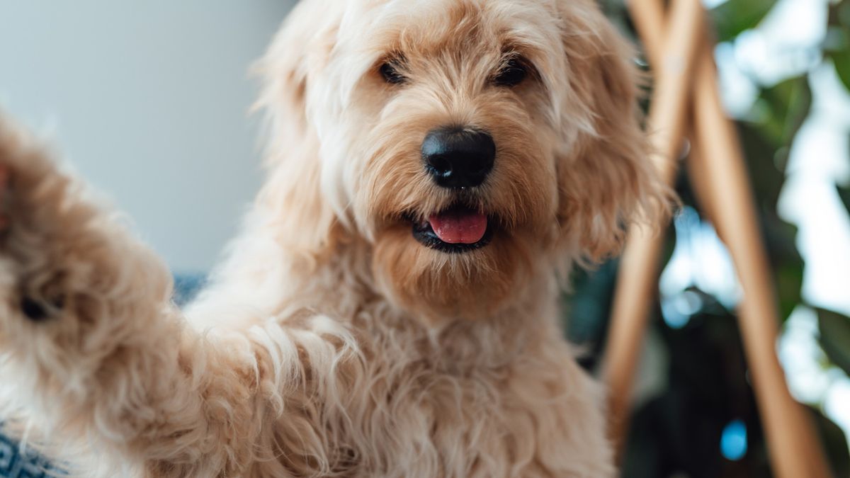 Dog taking selfie at home