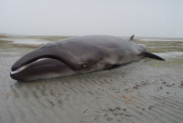 pygmy whale