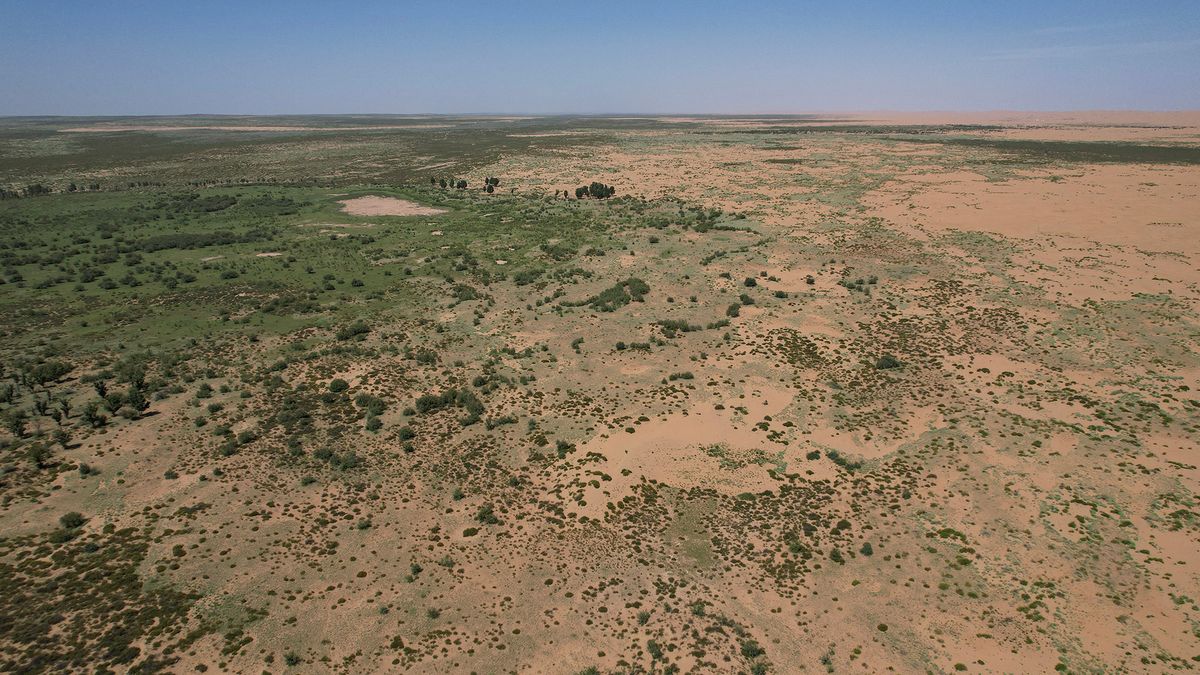 66 billion trees have been planted in China's Great Green Wall — and they appear to be growing faster than natural forests
