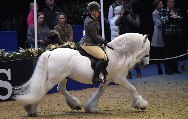 Murthwaite Windrush (111), exhibited by Stephanie Wheway for the owner Jenny Crane; during the BSPS Ridden M&amp;amp;M Championship at the Olympia International Horse Show at Olympia, London, UK; on 19 th December 2016