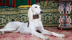 Saluki dog in Oriental tent