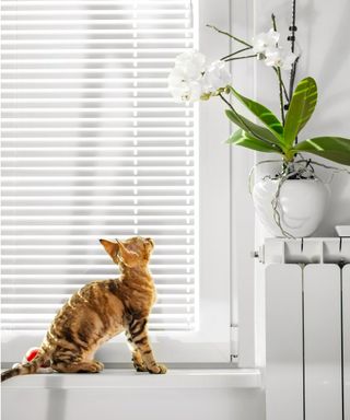 Are orchids toxic to cats?