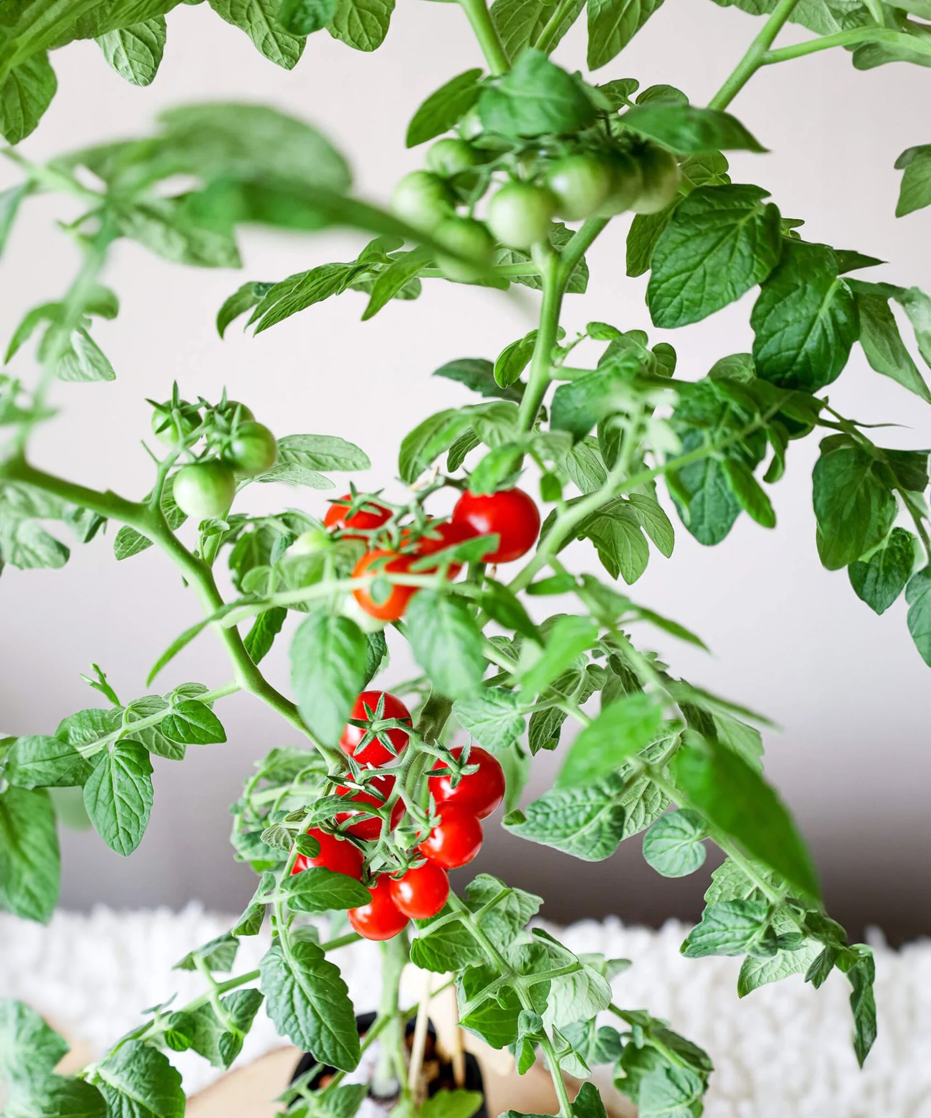 19+ Hydroponic Tomato Plants How To Grow Hydroponic Tomatoes For Fresh Indoor Harvests | Gardening