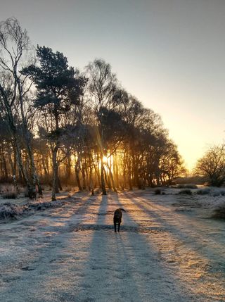 Frosty Britain - Juliette Newton