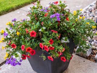 bold colored summerflowers in container
