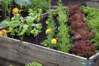 raised beds in a kitchen garden