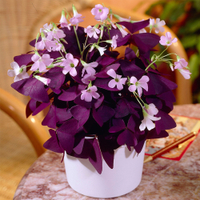 Oxalis Trinagularis Indoor Houseplant