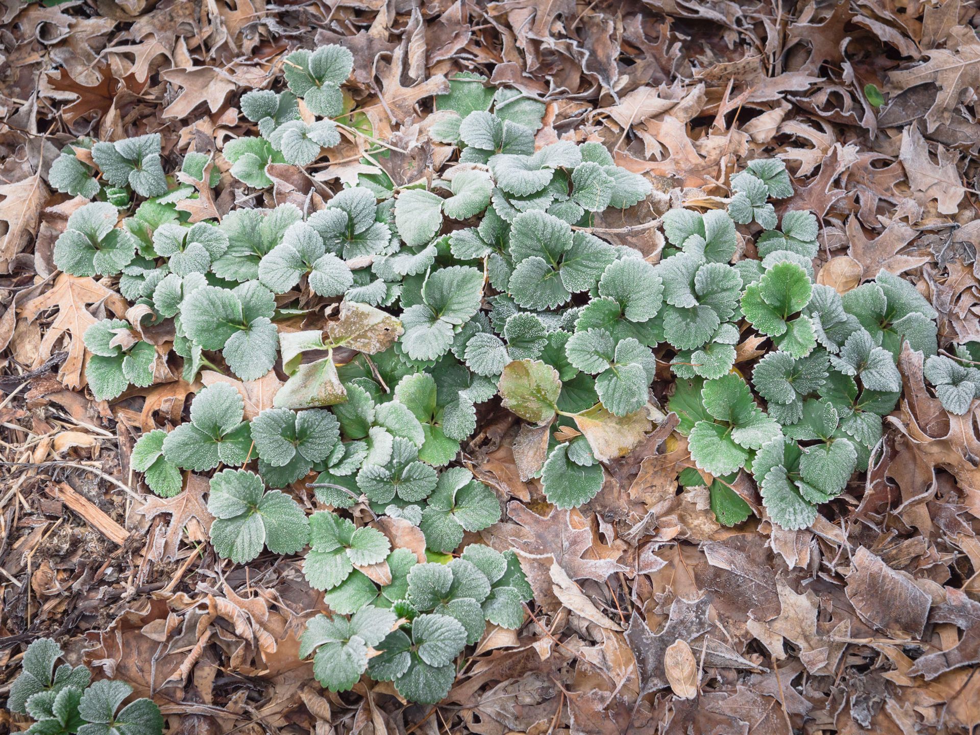 frosty strawberry plants with mulch