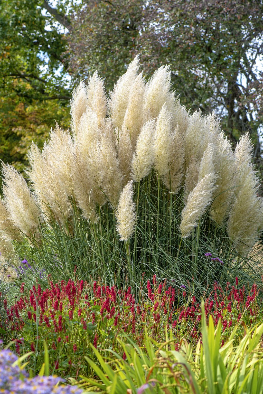 How to grow pampas grass follow our tips on when and where to plant