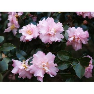 Pink camellia in bloom