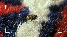 picture of carpet beetles on colourful carpet 