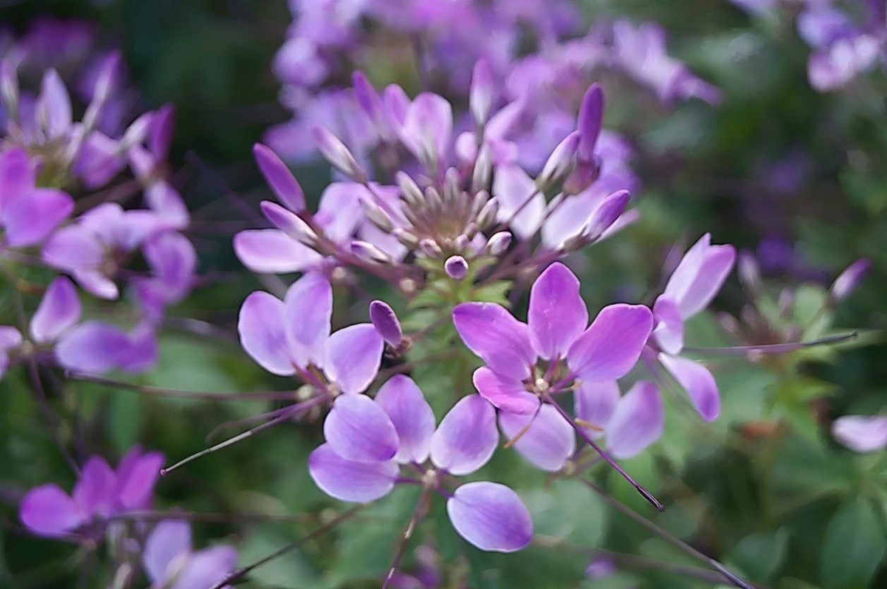 Purple Flowered Rocky Mountain Bee Plant