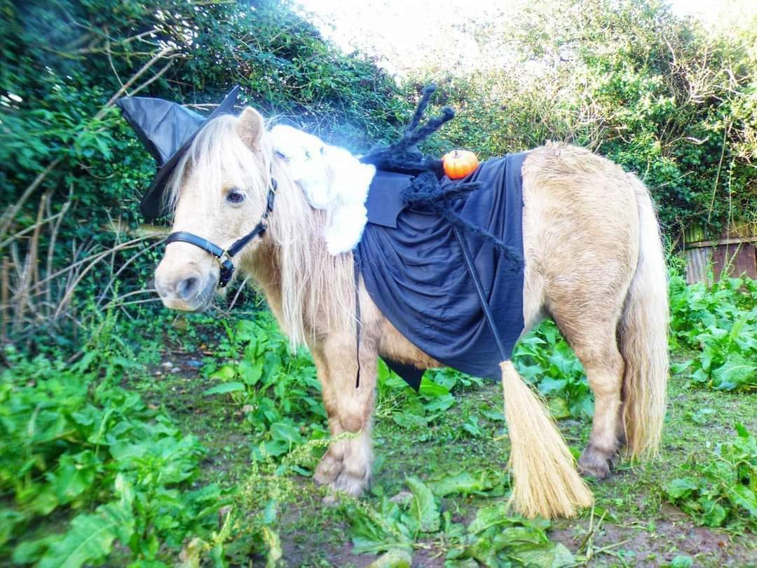 Paradise the Shetland pony dressed up in her Halloween costume