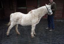 stray-pony.jpg