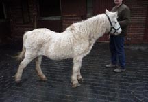 stray-pony.jpg