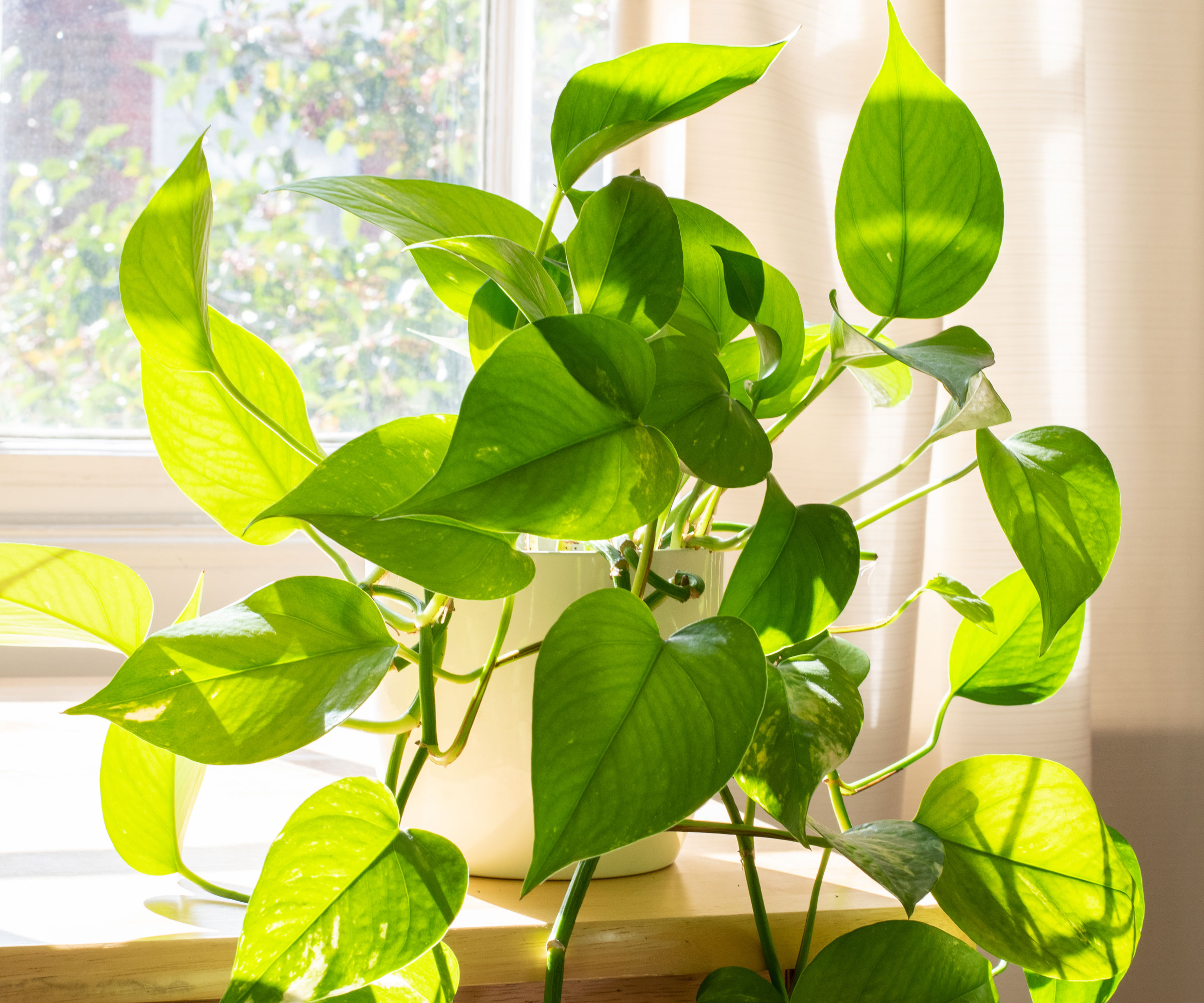 pothos plant in windowsill with sun hitting leaves