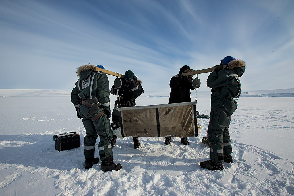 Weighing a Polar Bear