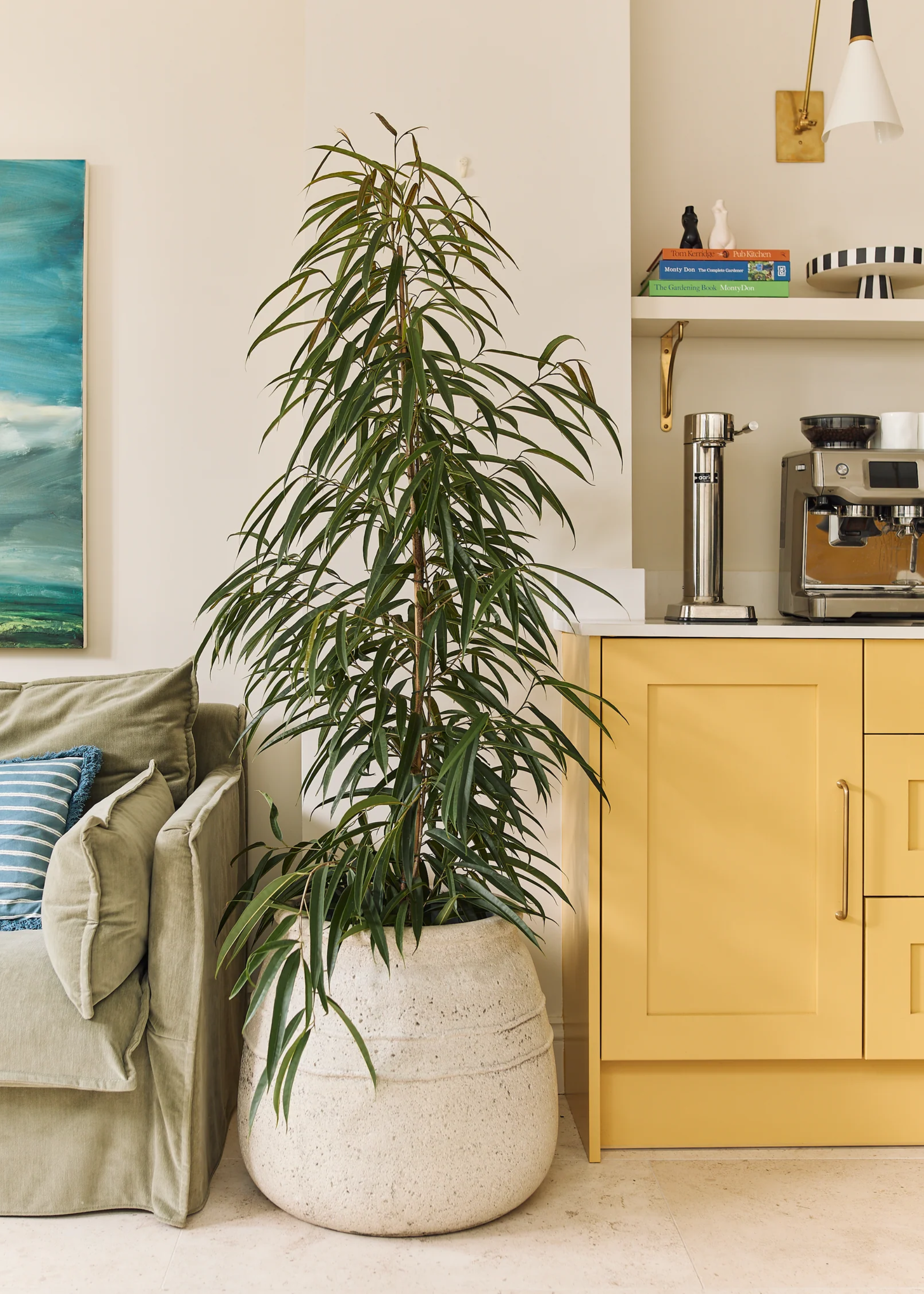 A tall ficus alii in a ceramic planter by a coffee nook