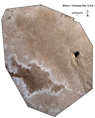 An aerial view of the elephant tracks, covering an area equal to nine U.S. football fields, revealed the stunning footprints.