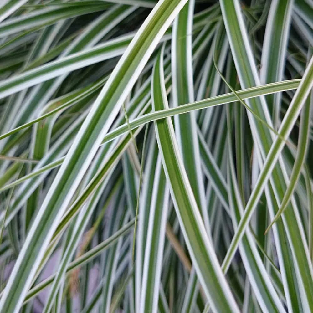 Evercolor Everest Carex