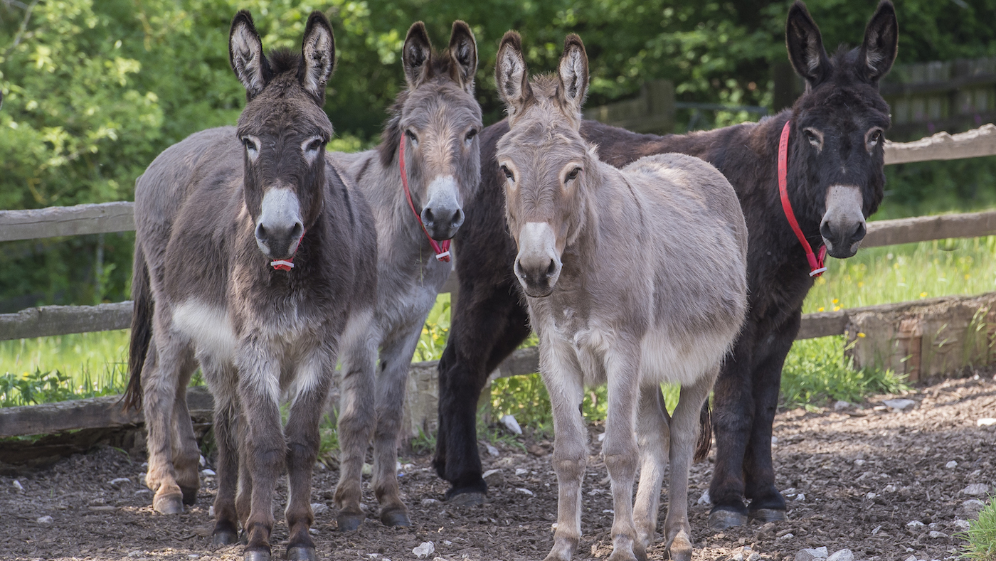 The-Donkey-Sanctuary2-copy.jpg