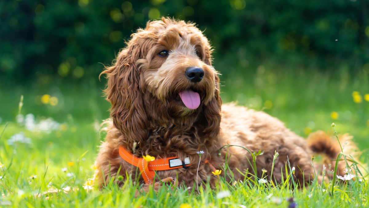 Cockapoo lying in the grass