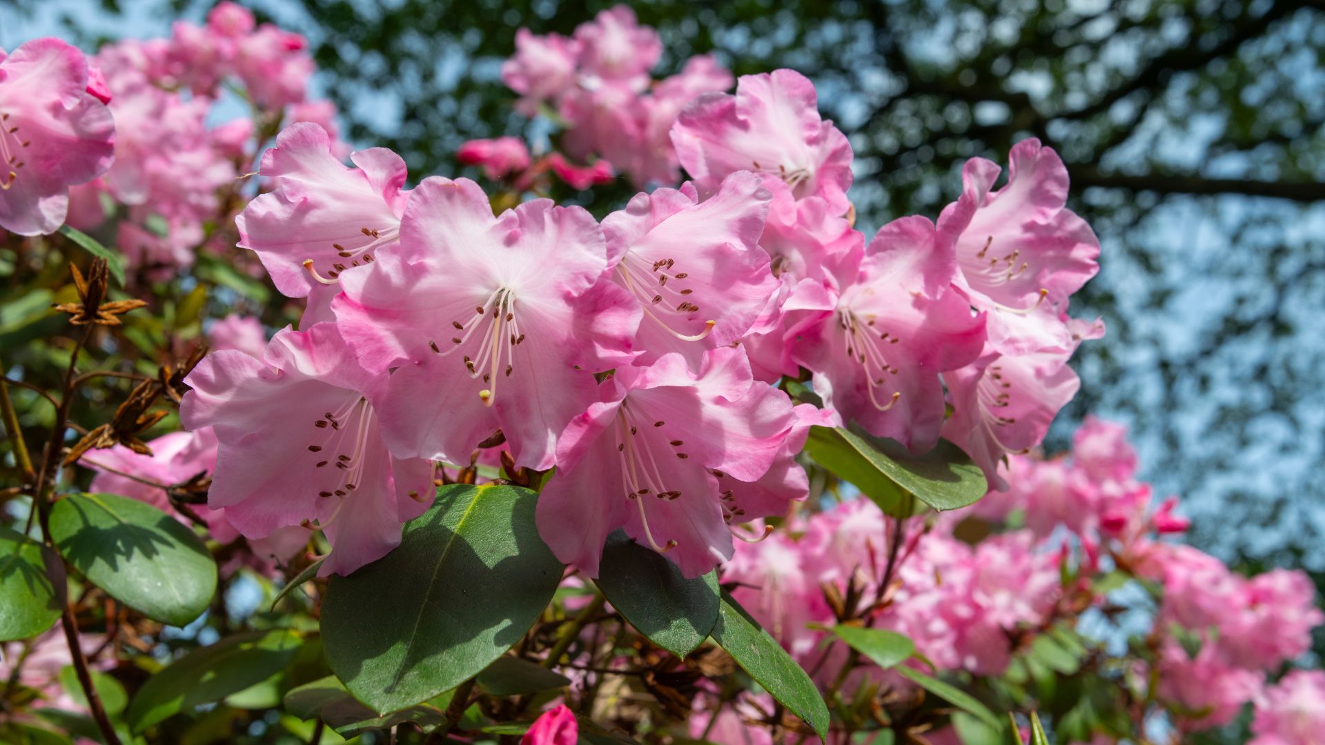 picture of pink rhododendron growing in garden