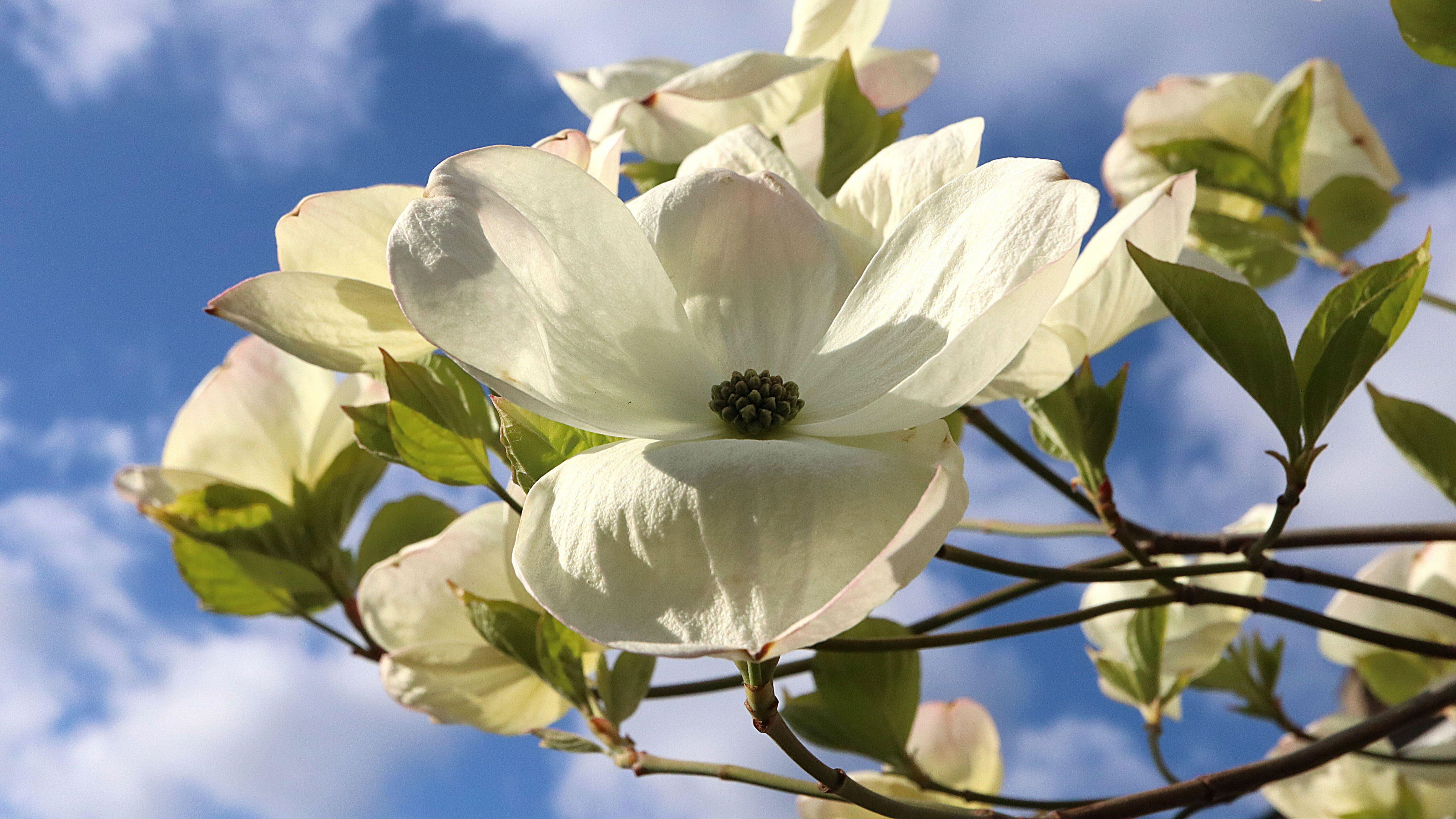 Cornus kousa &lsquo;Venus&rsquo; Dogwood Venus &ndash; wide spoon-shaped petals with green centre, April, England, UK