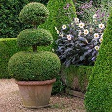 best evergreen plants for pots potted yew topiary by garden with dahlias in the border