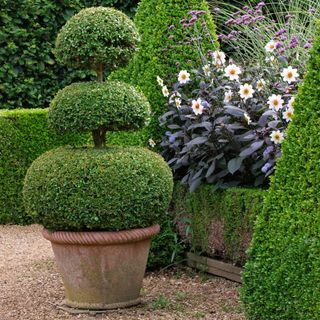 potted yew topiary by garden with dahlias in the border