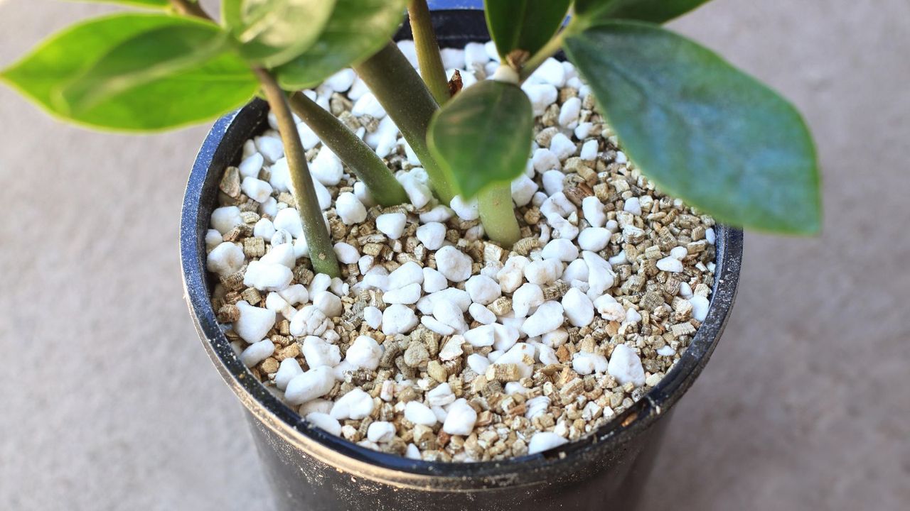 A perlite and vermiculite mix in a pot planted with Zamioculcas zamiifolia