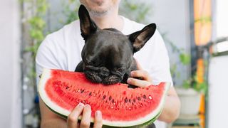 French bulldog eating water melon